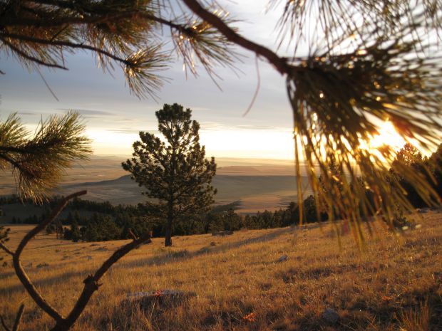 Elk haven